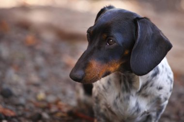 Dachshund köpek sonbahar bahçe 