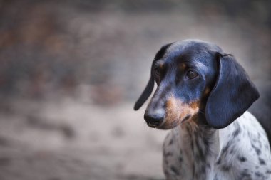 Dachshund köpek sonbahar bahçe 