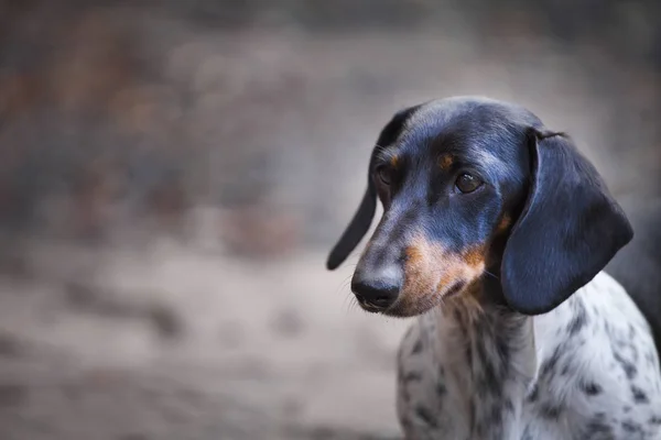 Dackel Hund Herbst Garten — Stockfoto