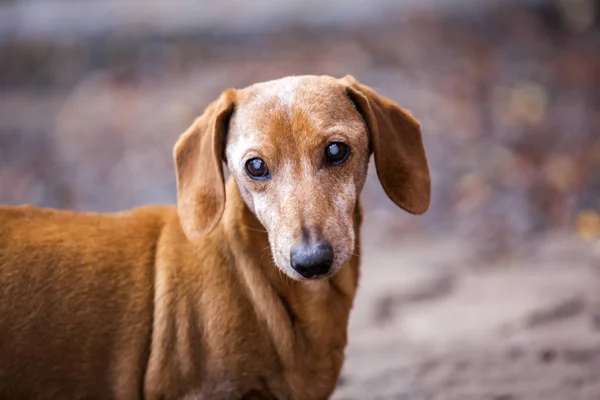 Dachshund Dog Outono Jardim — Fotografia de Stock