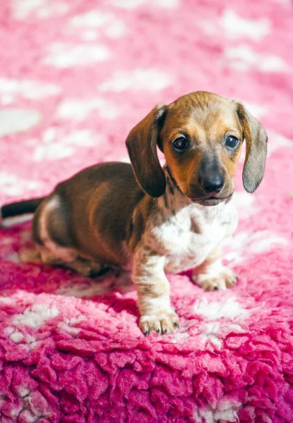 Dachshund Puppy Carpet Natural Light — Stock Photo, Image