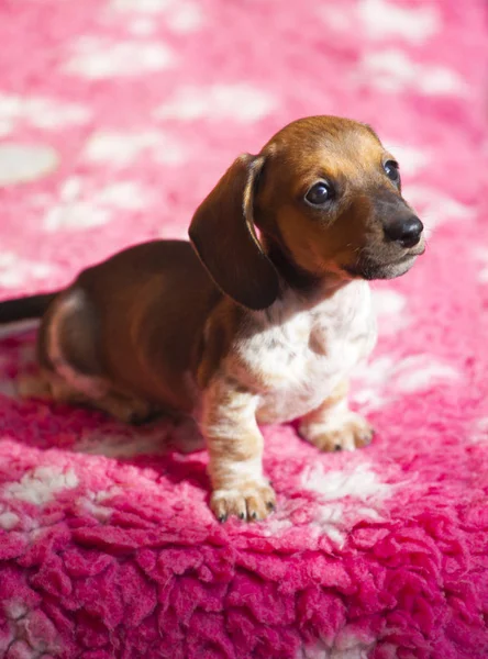 Dachshund Alfombra Cachorro Luz Natural — Foto de Stock