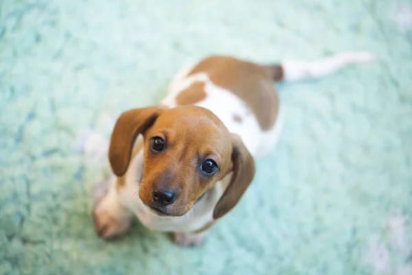 ダックスフンド子犬カーペット自然光 — ストック写真