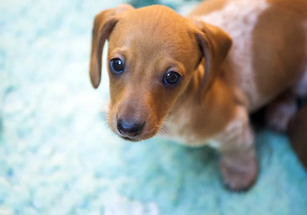 ダックスフンド子犬カーペット自然光 — ストック写真