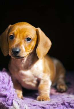 Dachshund köpek yavrusu halı doğal ışık 