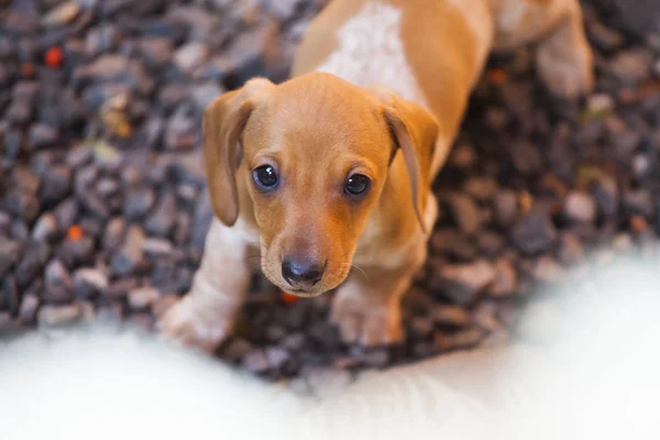 Dachshund Cachorro Jardín Otoño — Foto de Stock