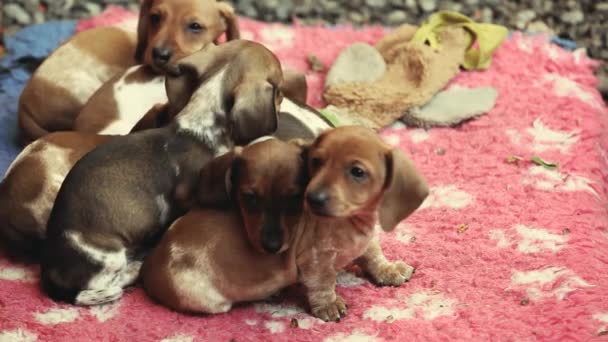 Dachshund Puppy Carpet Natural Light Footage — Stock Video