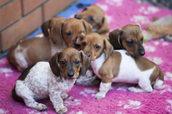 Dachshund Puppy Jardim Outono — Fotografia de Stock