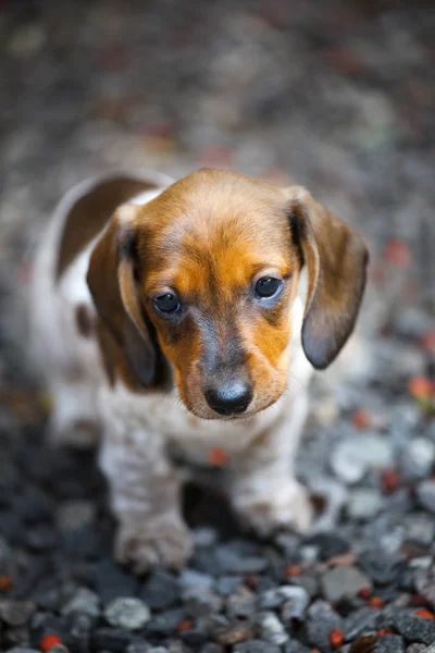 Dachshund Puppy Jardim Outono — Fotografia de Stock