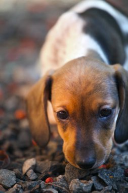 Dachshund köpek yavrusu sonbahar bahçe 
