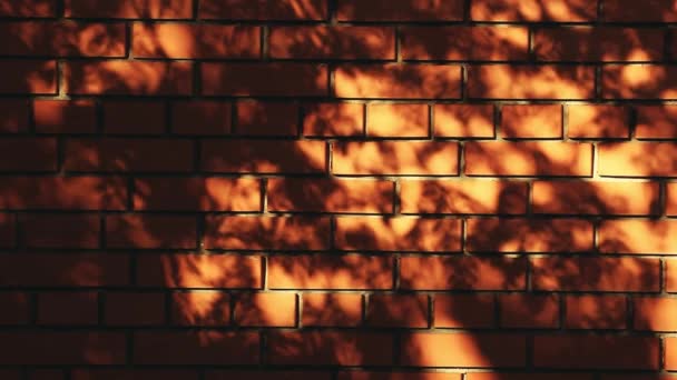 Червоний Блок Стіни Дерево Тінь Кадри — стокове відео