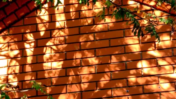 Roter Block Mauer Baum Schatten Filmmaterial — Stockvideo