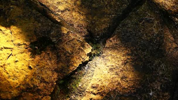 Pared Piedra Árbol Sombra Material Archivo Otoño Jardín — Vídeo de stock
