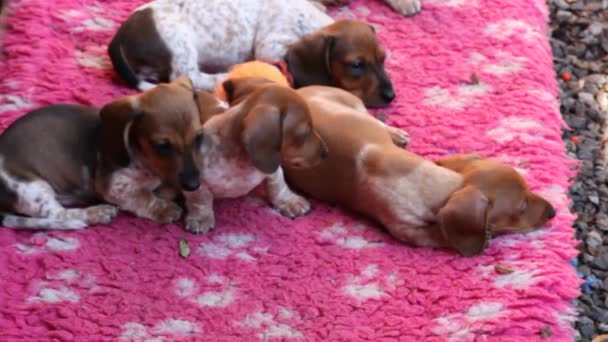 Dachshund Cachorro Otoño Jardín Metraje — Vídeo de stock