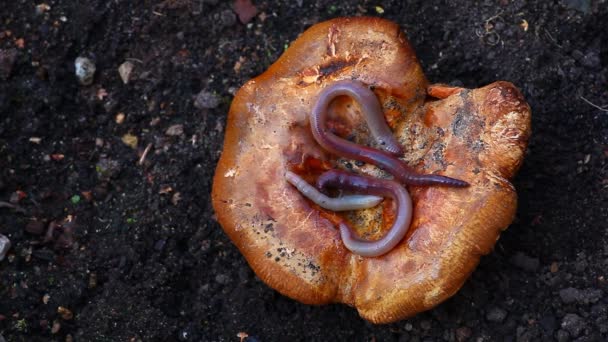 Mushroom Season Autumn Worm September Footage — Stock Video