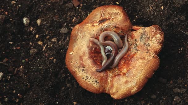 蘑菇季节秋天蠕虫9月高清影片 — 图库视频影像