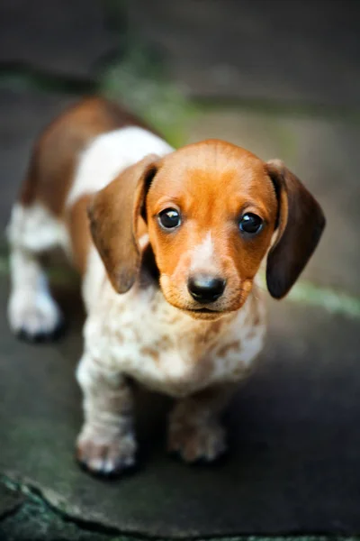 Dachshund Köpek Yavrusu Sonbahar Bahçe — Stok fotoğraf