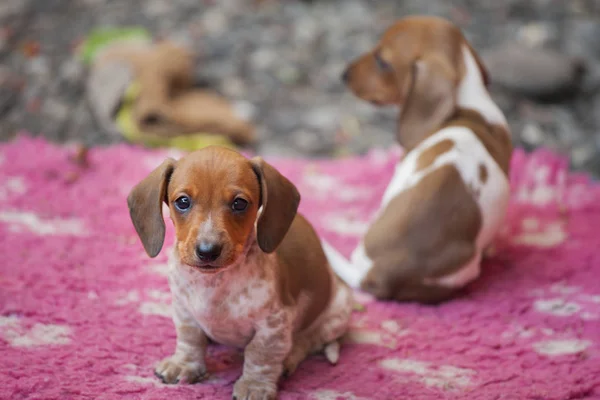 ダックスフンド子犬の秋の庭 — ストック写真