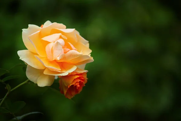 Duplo Vermelho Amarelo Rosa Outono Jardim — Fotografia de Stock