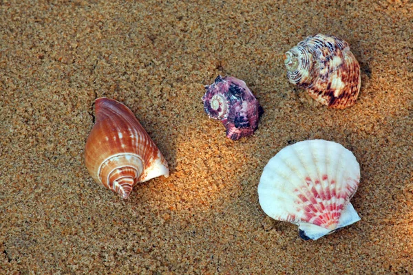 Seashell Spiaggia Sabbia Sunlights — Foto Stock