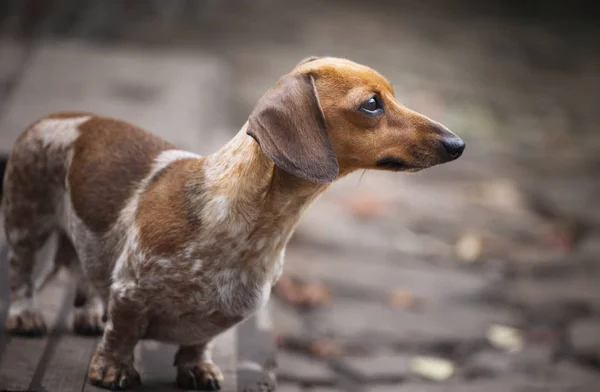 ダックスフント犬秋の庭 — ストック写真