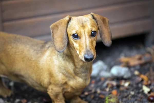 Teckel Hond Herfst Tuin — Stockfoto