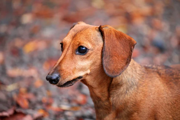 Dachshund Dog Outono Jardim — Fotografia de Stock