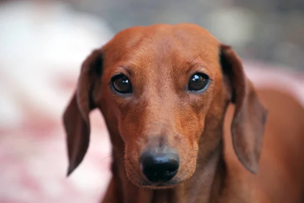 ダックスフント犬秋の庭 — ストック写真