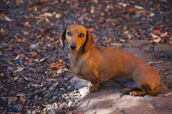 Dachshund Köpek Sonbahar Bahçe — Stok fotoğraf