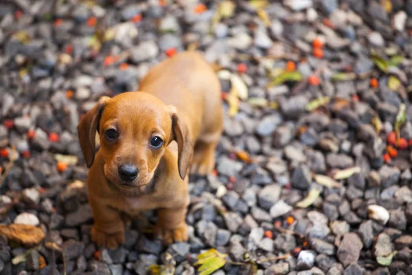 Dachshund Dog Outono Jardim — Fotografia de Stock