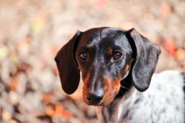 Dachshund köpek sonbahar bahçe 