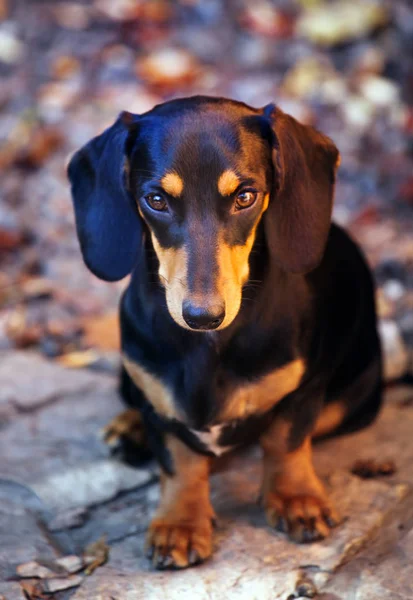 Teckel Hond Herfst Tuin — Stockfoto