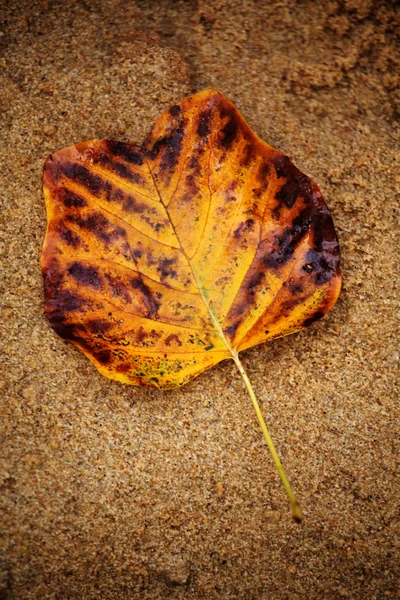 Strand Een Herfstblad — Stockfoto