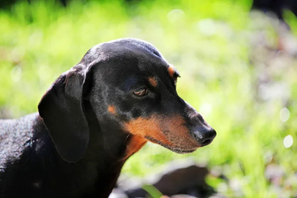 Dackel Hund Herbst Garten — Stockfoto