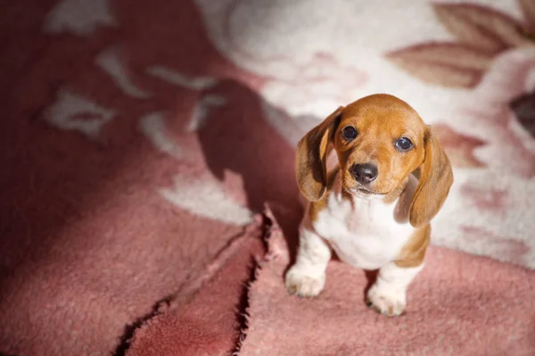 Hondenhok Teckel Pups — Stockfoto