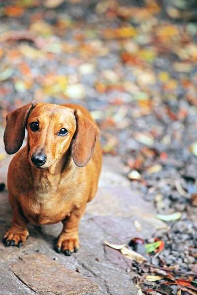 ダックスフント犬秋の庭 — ストック写真