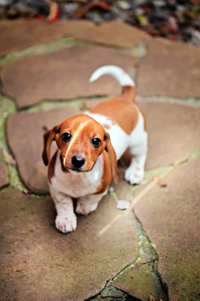 Dachshund Perro Otoño Jardín —  Fotos de Stock