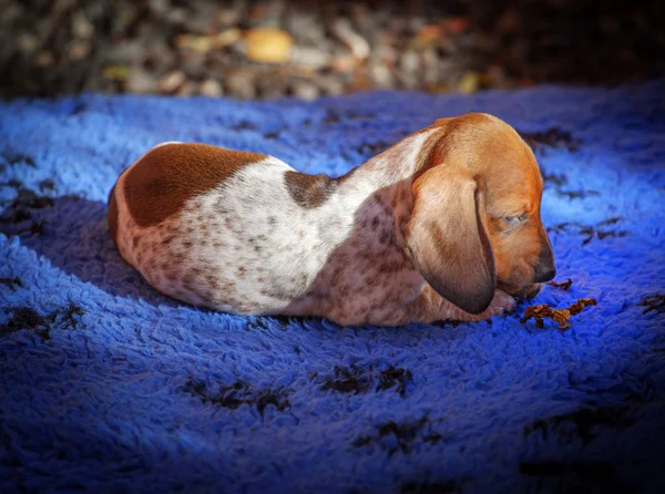 Dachshund Dog Outono Jardim — Fotografia de Stock