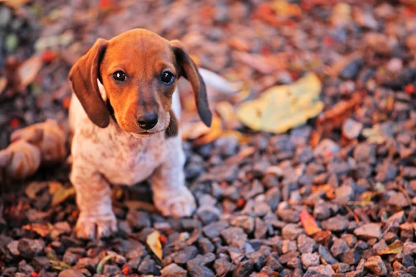 Είδος Γερμανικού Κυνηγετικού Σκύλου Σκύλος Φθινόπωρο Στον Κήπο — Φωτογραφία Αρχείου