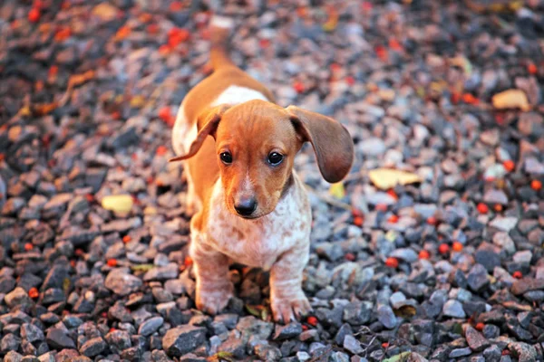 Dachshund Chien Automne Jardin — Photo