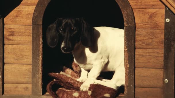 Dackel Hund Herbst Garten Aufnahmen — Stockvideo