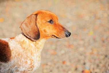 Dachshund köpek sonbahar bahçe 