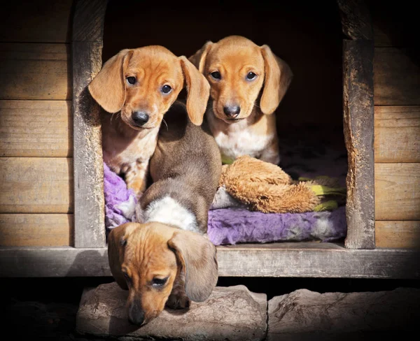 Dachshund Köpek Sonbahar Bahçe — Stok fotoğraf