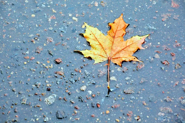 Herfst Blad Regen Asfalt — Stockfoto