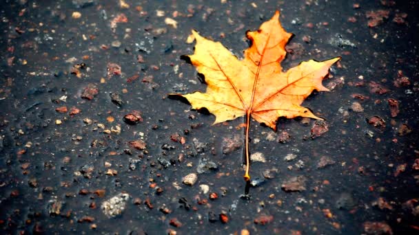 Асфальтовый Дождь Осеннего Листа Кадры — стоковое видео