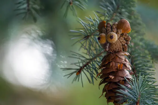 Cono Albero Autunno Stagione Giardino — Foto Stock