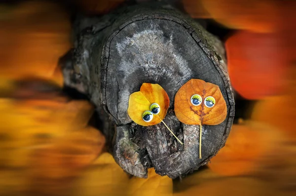 Jesienne Mały Liść Oczy Stub — Zdjęcie stockowe