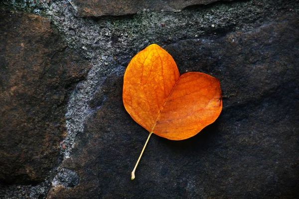 Herfst Klein Blad Steen — Stockfoto