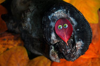 Sonbahar küçük yaprak gözleri saplama