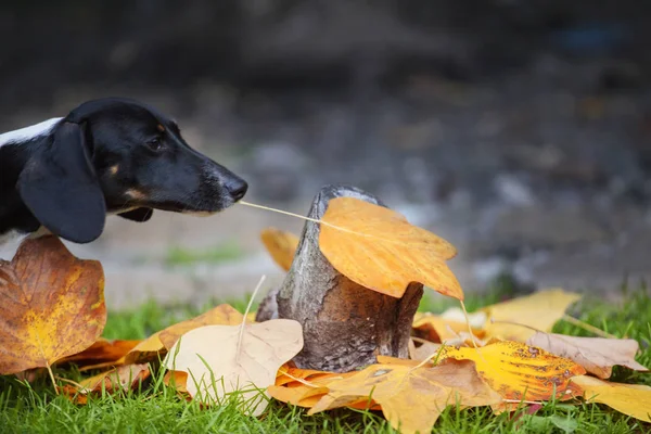 ダックスフント犬秋葉の庭 — ストック写真